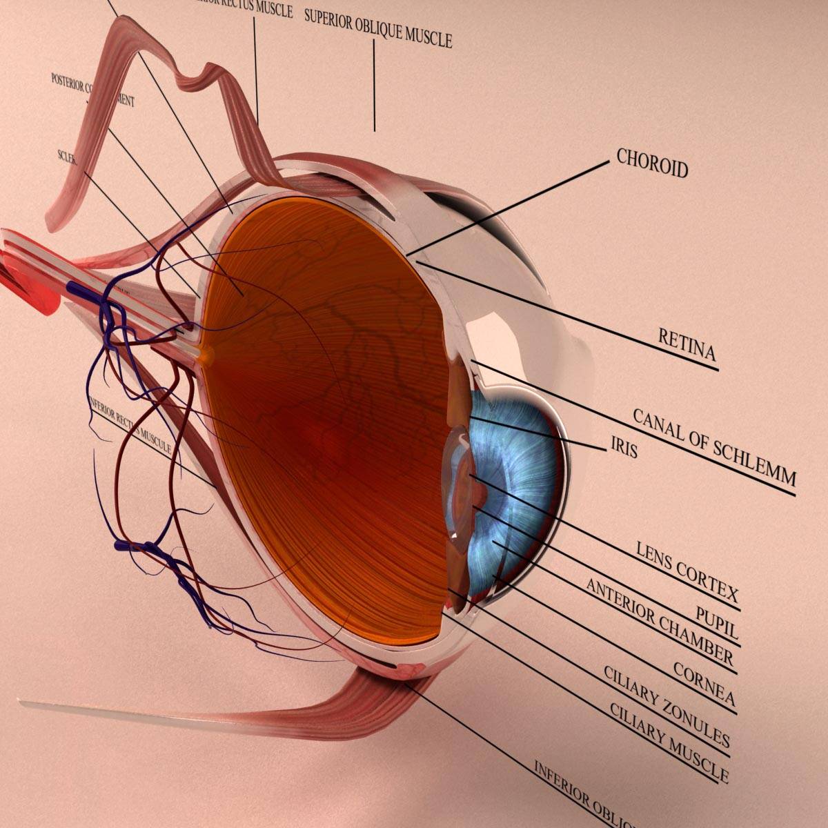 Model Of The Eye Labeled