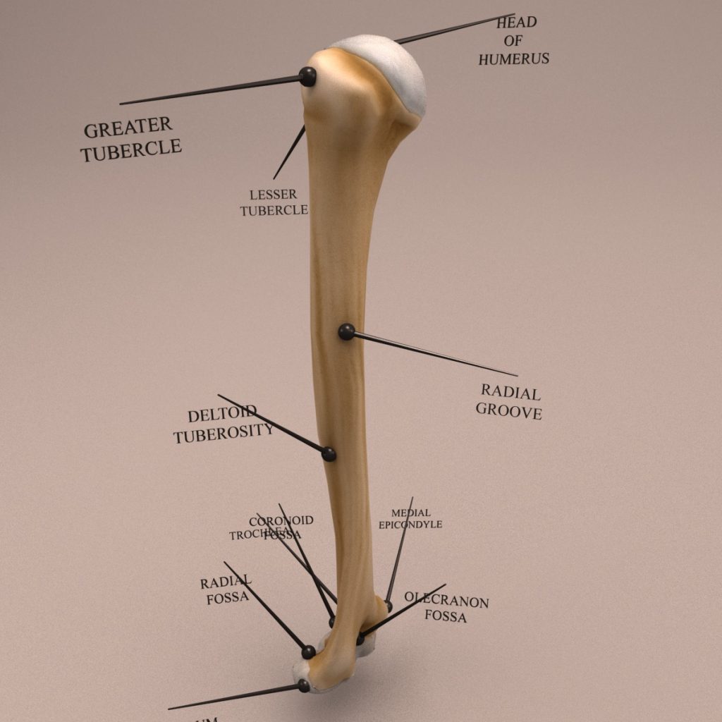 Anatomy Human Arm Bone - 3D Model - Kezan's Portfolio