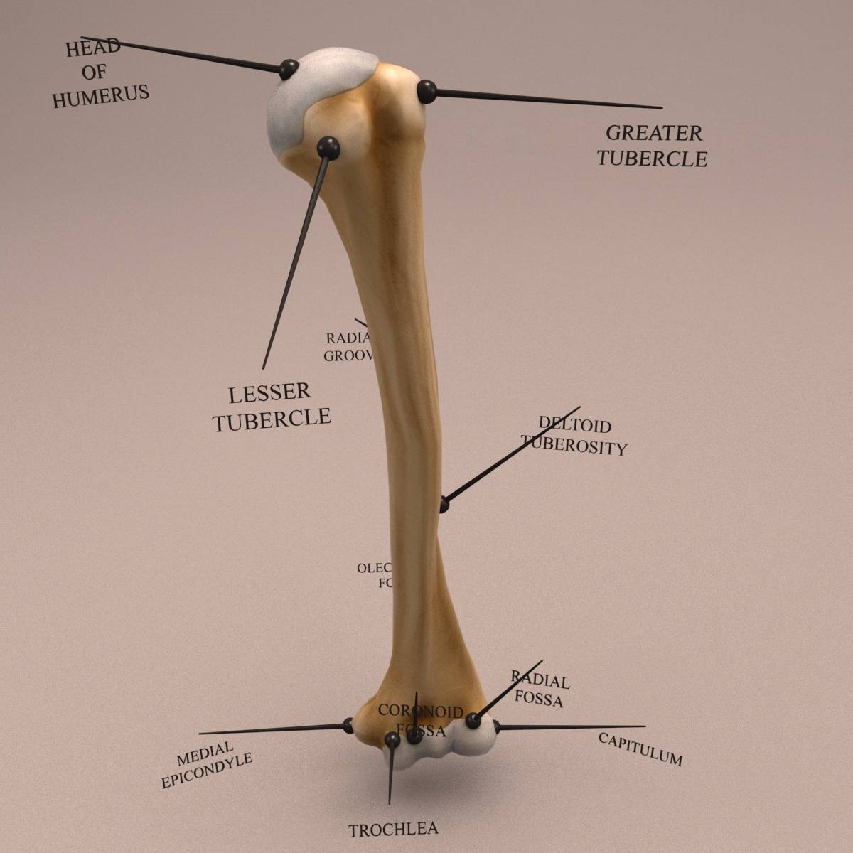 Humerus Anatomy Humerus Anatomy