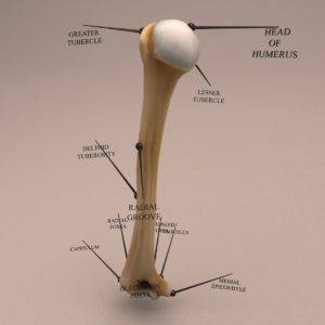 Humerus bone 3D model