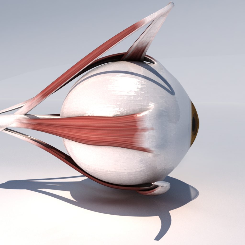 Anatomy Human Eye With Muscles 3d Model Kezans Portfolio