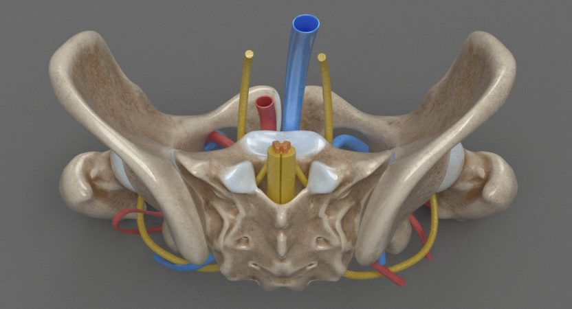 Human Anatomy, PBR 3D Model of Female Pelvis | Kezan's Portfolio