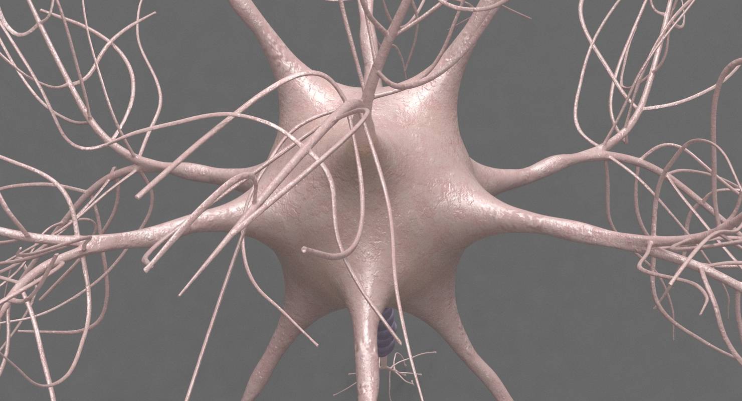 Motoric Neuron