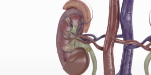Kidney Gland Section
